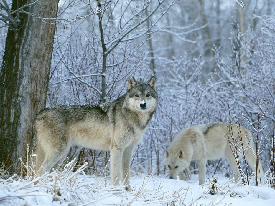 Animaux,Loups,Hiver,Neige