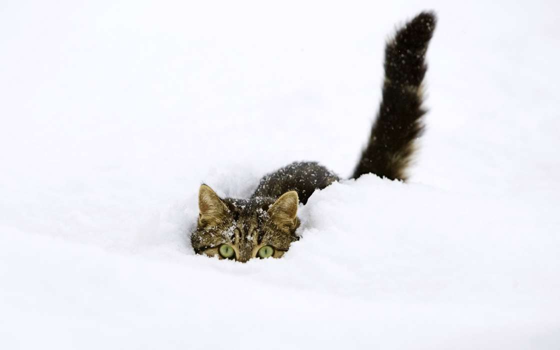 Neige,Animaux,Hiver