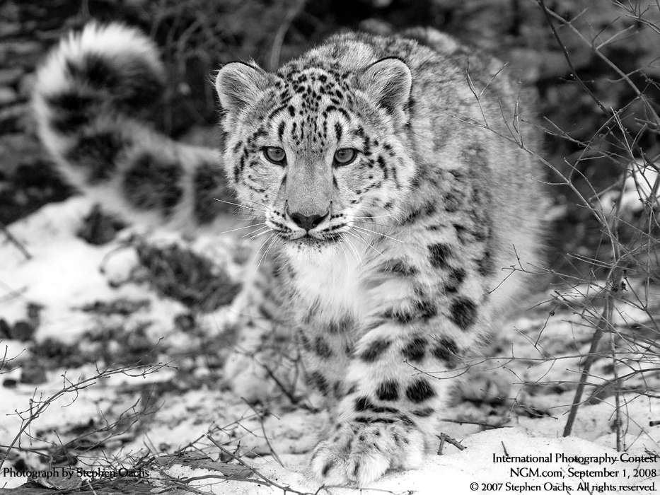 Animaux,Snow leopard