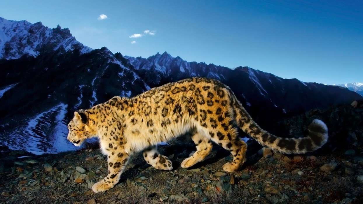 Snow leopard,Animaux