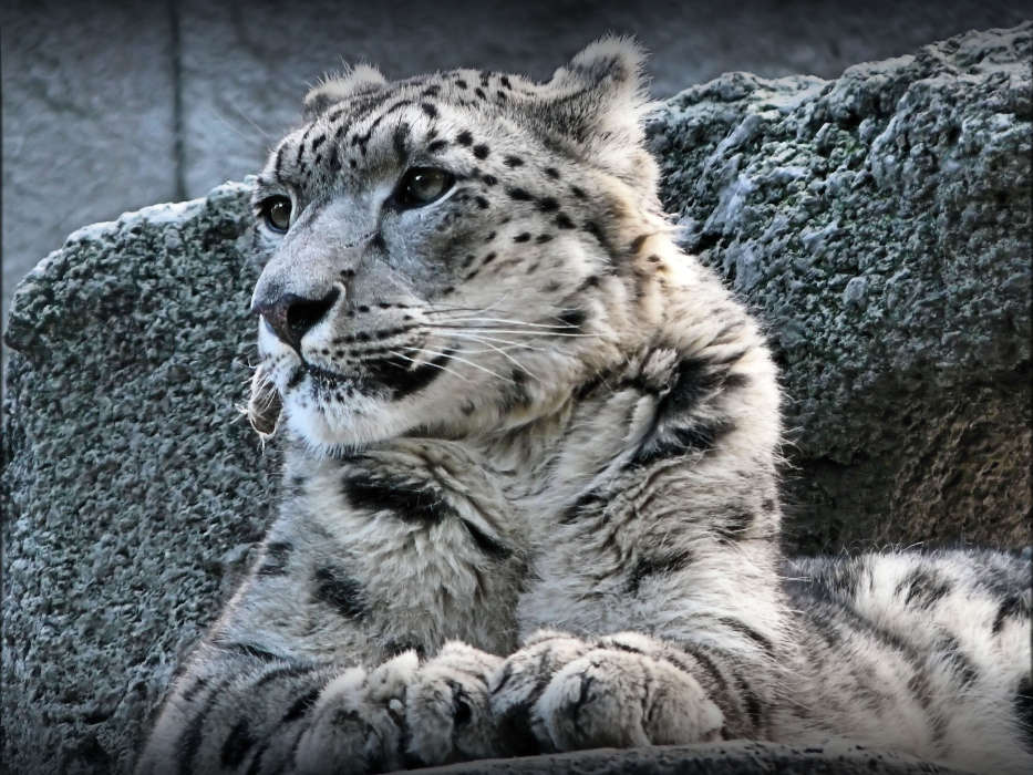 Snow leopard,Animaux