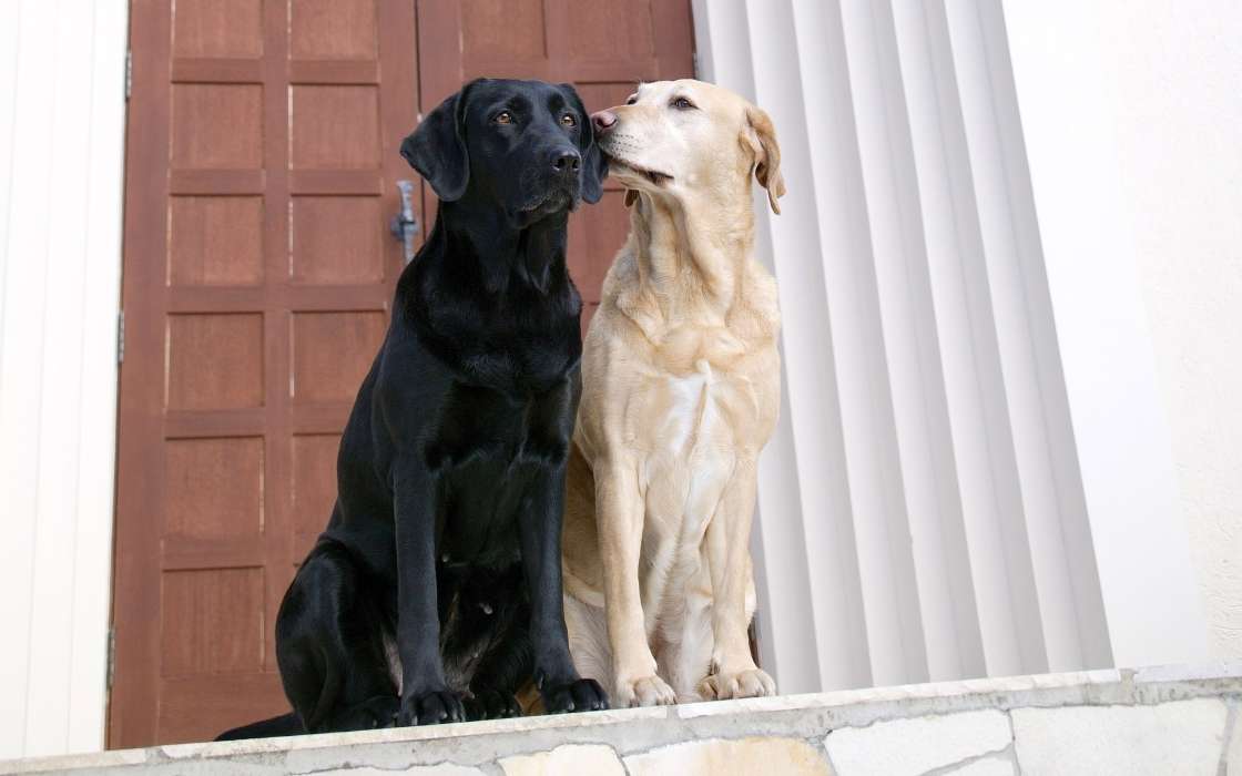 Chiens,Animaux
