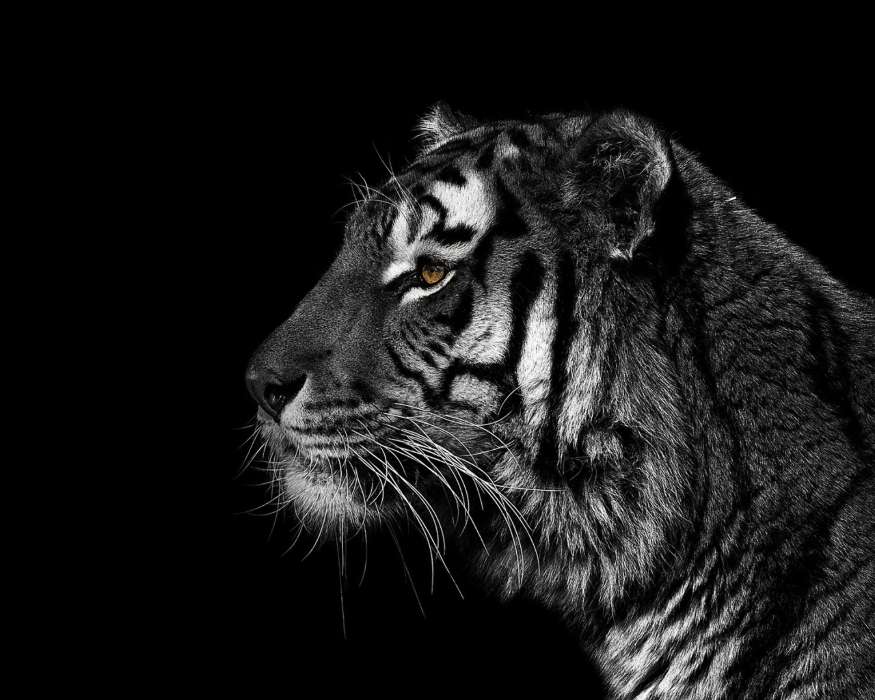 Animaux,Tigres
