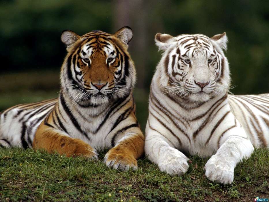 Animaux,Tigres