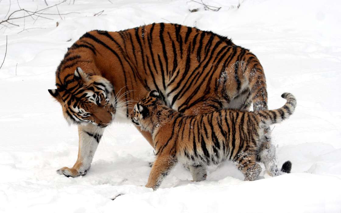 Tigres,Animaux