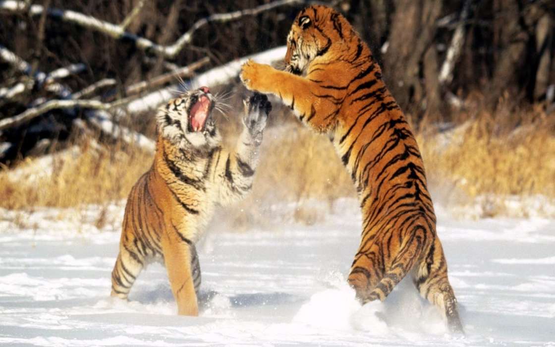 Tigres,Animaux