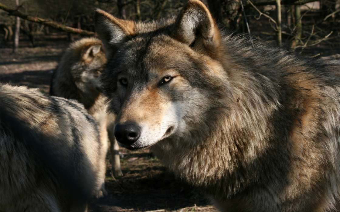 Loups,Animaux