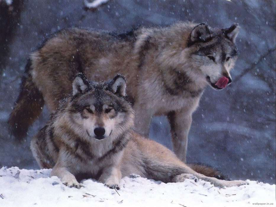 Animaux,Loups,Hiver