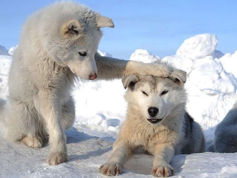Loups,Animaux,Hiver