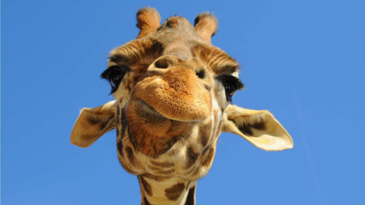Humour,Animaux,Girafes
