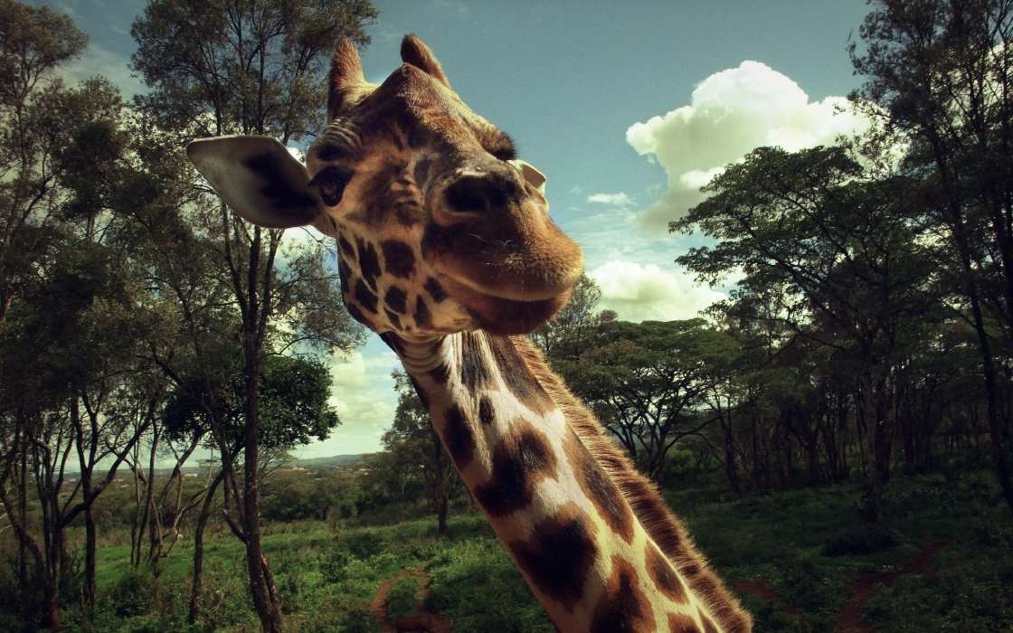 Girafes,Animaux