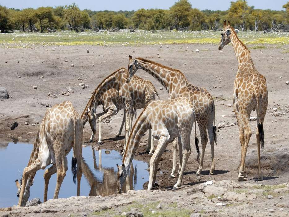 Girafes,Animaux