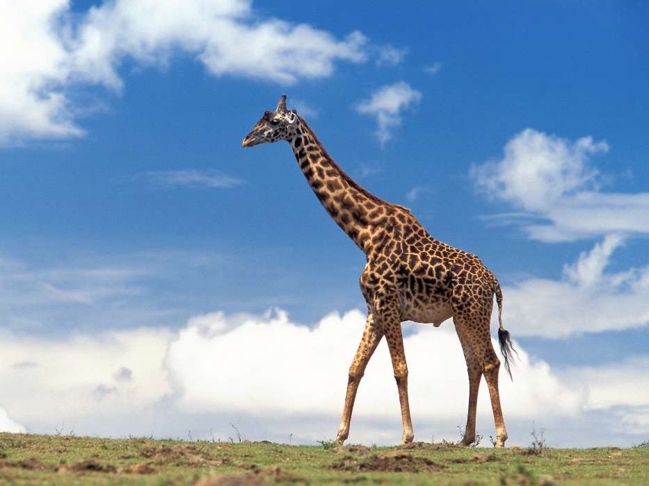 Animaux,Girafes