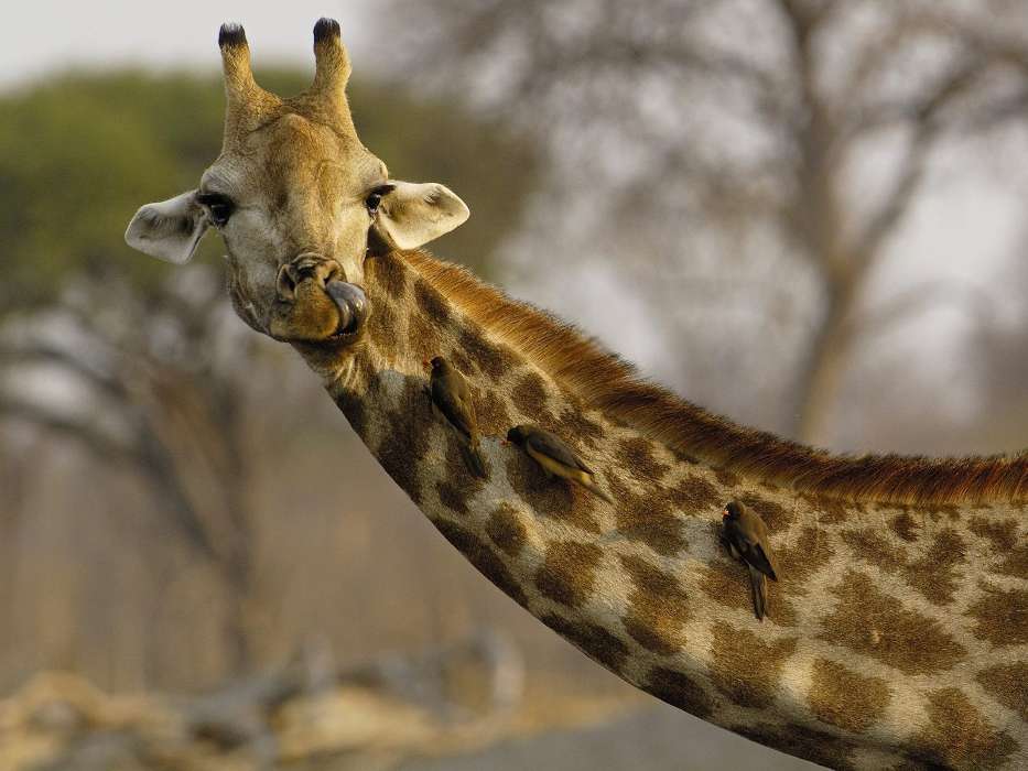 Animaux,Girafes