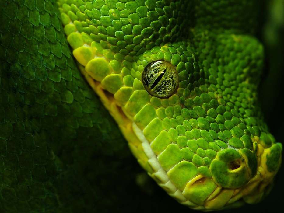 Animaux,Serpents