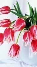 Télécharger une image Plantes,Fleurs,Tulipes,Bouquets,8 mars, journée internationale de la femme pour le portable gratuitement.