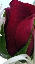 Télécharger une image Plantes,Fleurs,Roses,Cartes postales,Drops,8 mars, journée internationale de la femme pour le portable gratuitement.