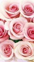 Télécharger une image Fêtes,Plantes,Fleurs,Roses,Cartes postales,8 mars, journée internationale de la femme pour le portable gratuitement.