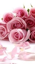 Télécharger une image Fêtes,Fleurs,Roses,Cartes postales,8 mars, journée internationale de la femme pour le portable gratuitement.