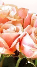 Plantes,Fleurs,Roses,Cartes postales,8 mars, journée internationale de la femme pour Micromax D200