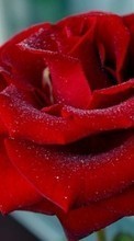 Télécharger une image 360x640 Plantes,Fleurs,Roses,Cartes postales,8 mars, journée internationale de la femme pour le portable gratuitement.