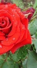 Télécharger une image 360x640 Fêtes,Plantes,Fleurs,Roses,8 mars, journée internationale de la femme pour le portable gratuitement.