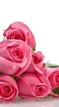 Télécharger une image Fêtes,Plantes,Fleurs,Roses,8 mars, journée internationale de la femme pour le portable gratuitement.