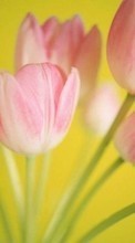 Télécharger une image Fêtes,Plantes,Tulipes,Cartes postales,8 mars, journée internationale de la femme pour le portable gratuitement.