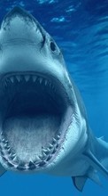 Télécharger une image Animaux,Mer,Sharks,Poissons pour le portable gratuitement.