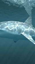 Télécharger une image Sharks,Animaux pour le portable gratuitement.