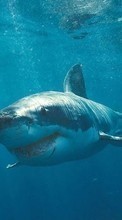 Télécharger une image Sharks,Animaux pour le portable gratuitement.