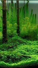 Plantes,Aquariums pour HTC Legend