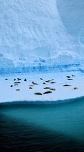 Paysage,Hiver,Antarctique, Arctique pour Sony Xperia S