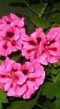 Télécharger une image Plantes,Fleurs,Culottes pour le portable gratuitement.