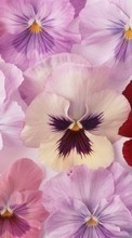 Télécharger une image Plantes,Fleurs,Culottes pour le portable gratuitement.