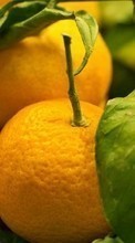 Oranges,Fruits,Plantes pour LG Optimus Elite LS696