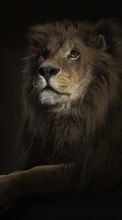 Télécharger une image Animaux,Photo artistique,Lions pour le portable gratuitement.