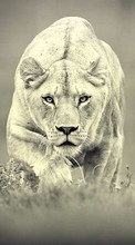 Télécharger une image Animaux,Photo artistique,Lions pour le portable gratuitement.