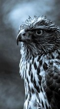 Télécharger une image Animaux,Oiseaux,Photo artistique,Falcons pour le portable gratuitement.