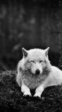 Télécharger une image Animaux,Loups,Photo artistique pour le portable gratuitement.