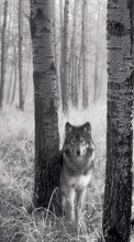 Télécharger une image 1280x800 Animaux,Loups,Photo artistique pour le portable gratuitement.