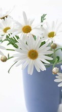 Télécharger une image Plantes,Fleurs,Coupes,Camomille,Bouquets pour le portable gratuitement.