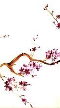 Télécharger une image Plantes,Fleurs,Asie,Dessins,Sakura pour le portable gratuitement.