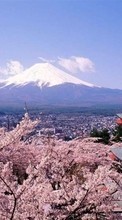 Télécharger une image Asie,Montagnes,Paysage,Sakura pour le portable gratuitement.