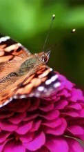 Télécharger une image Fleurs,Insectes,Papillons pour le portable gratuitement.