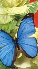 Télécharger une image Papillons,Fleurs,Insectes pour le portable gratuitement.