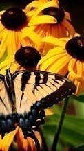 Télécharger une image Papillons,Fleurs,Insectes pour le portable gratuitement.