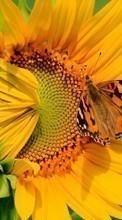 Télécharger une image Plantes,Papillons,Fleurs,Insectes,Tournesols pour le portable gratuitement.