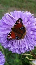 Télécharger une image Plantes,Papillons,Fleurs,Insectes pour le portable gratuitement.