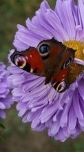 Télécharger une image Plantes,Papillons,Fleurs,Insectes pour le portable gratuitement.